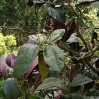 Miconia calvescens DC.